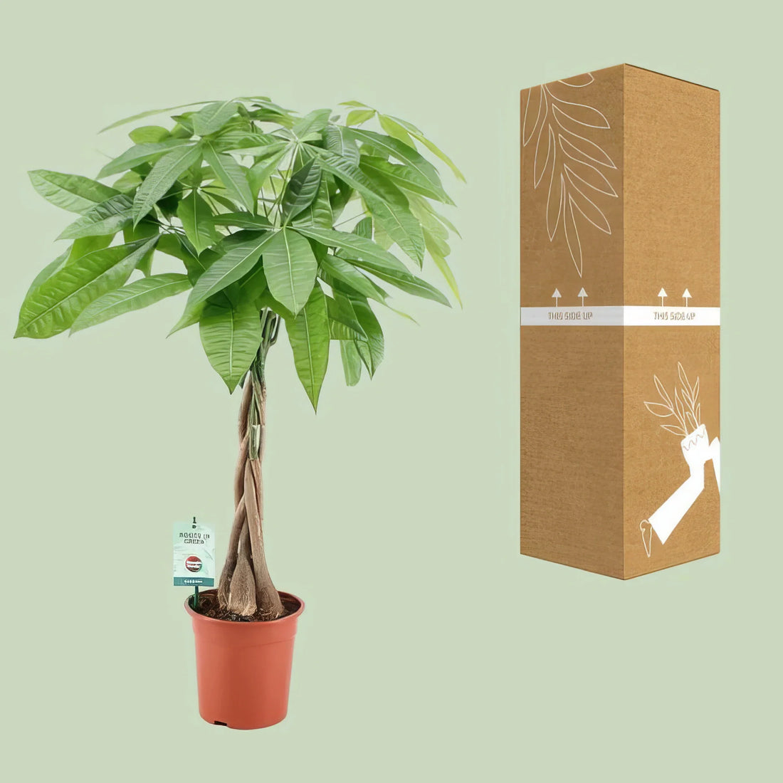Glückskastanie (Pachira Aquatica) in 19cm Topf, 80cm hoch, ideal für Haustiere und sicher für Katzen und Hunde.