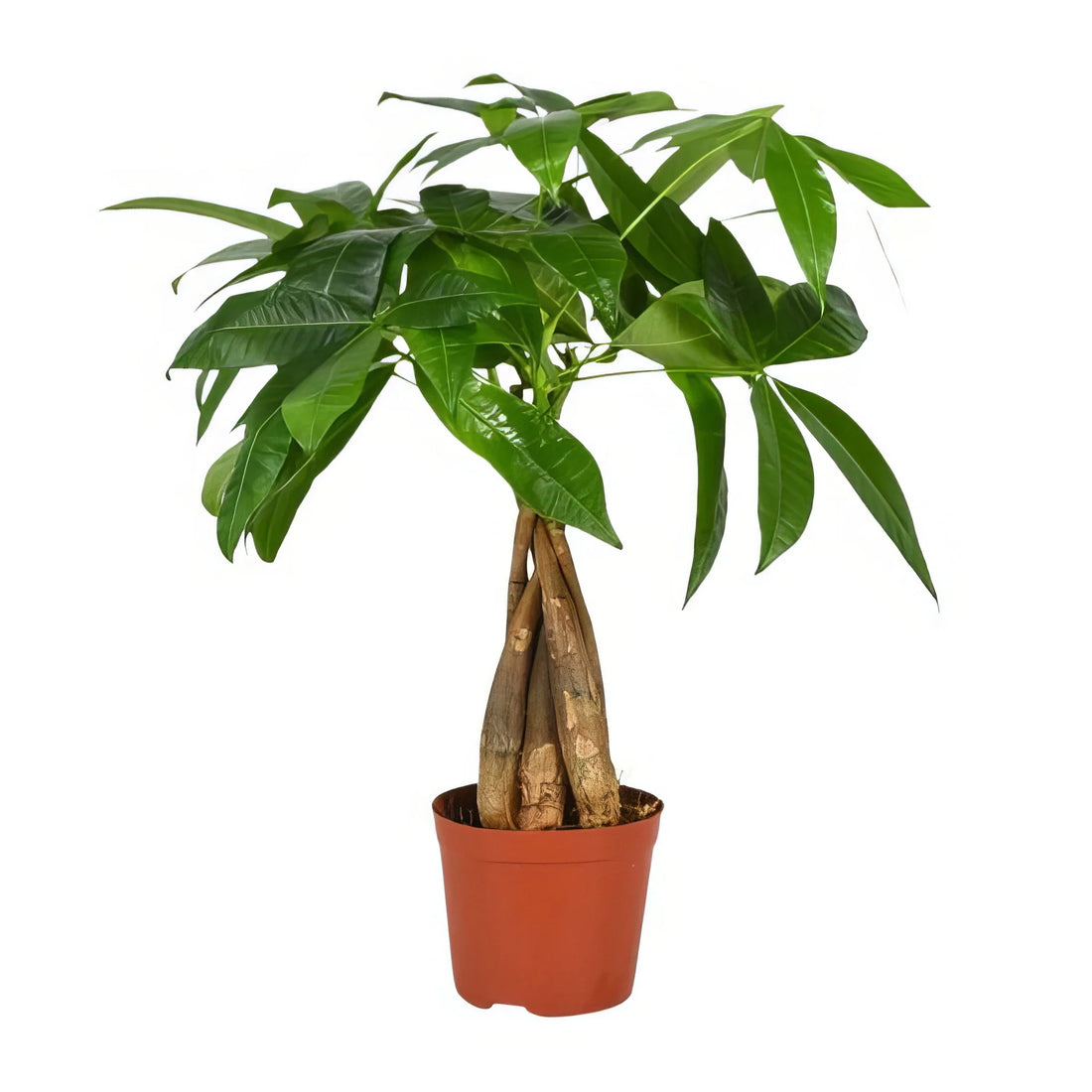 Glückskastanie Pachira Aquatica, 35cm hoch, im 12cm Topf, ideal für haustierfreundliche Haushalte, ungiftig für Katzen und Hu