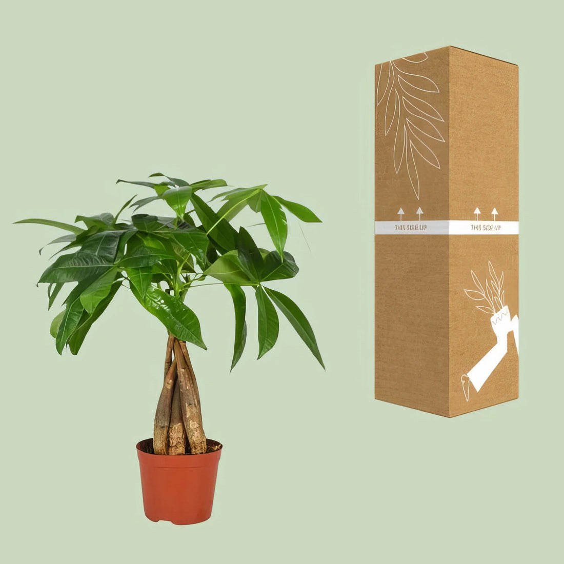 Glückskastanie Pachira Aquatica, 35cm hoch, im 12cm Topf, ideal für haustierfreundliche Haushalte, ungiftig für Katzen und Hu