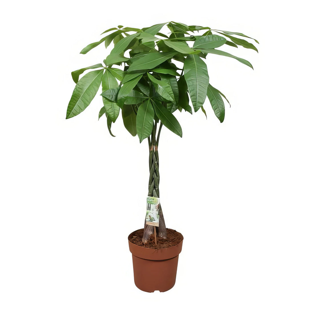 Glückskastanie (Pachira Aquatica), haustierfreundlich, im stilvollen Ø24cm Topf, 120cm hoch, ideal für Katzen- und Hundehaush