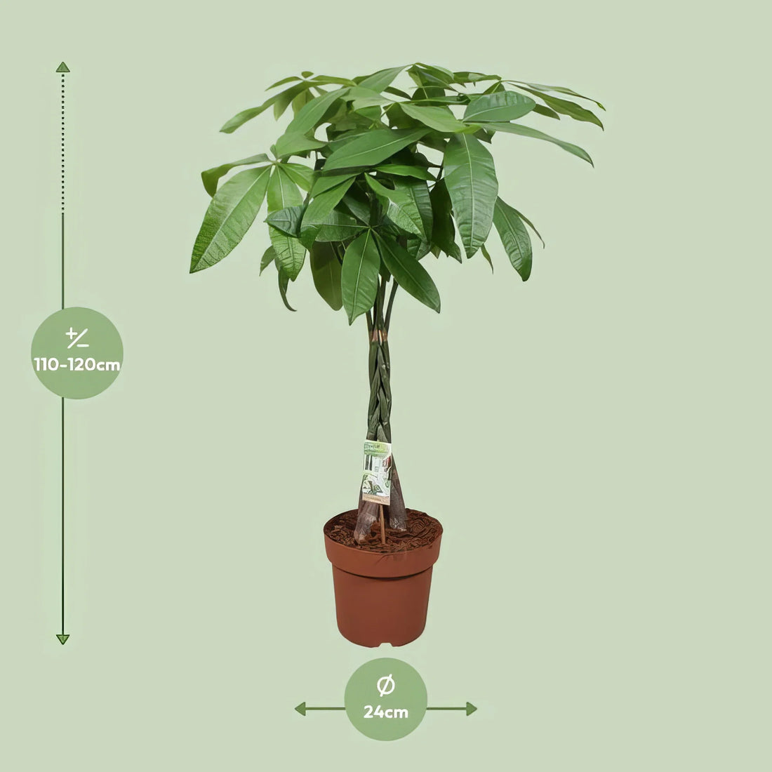 Glückskastanie (Pachira Aquatica), haustierfreundlich, im stilvollen Ø24cm Topf, 120cm hoch, ideal für Katzen- und Hundehaush