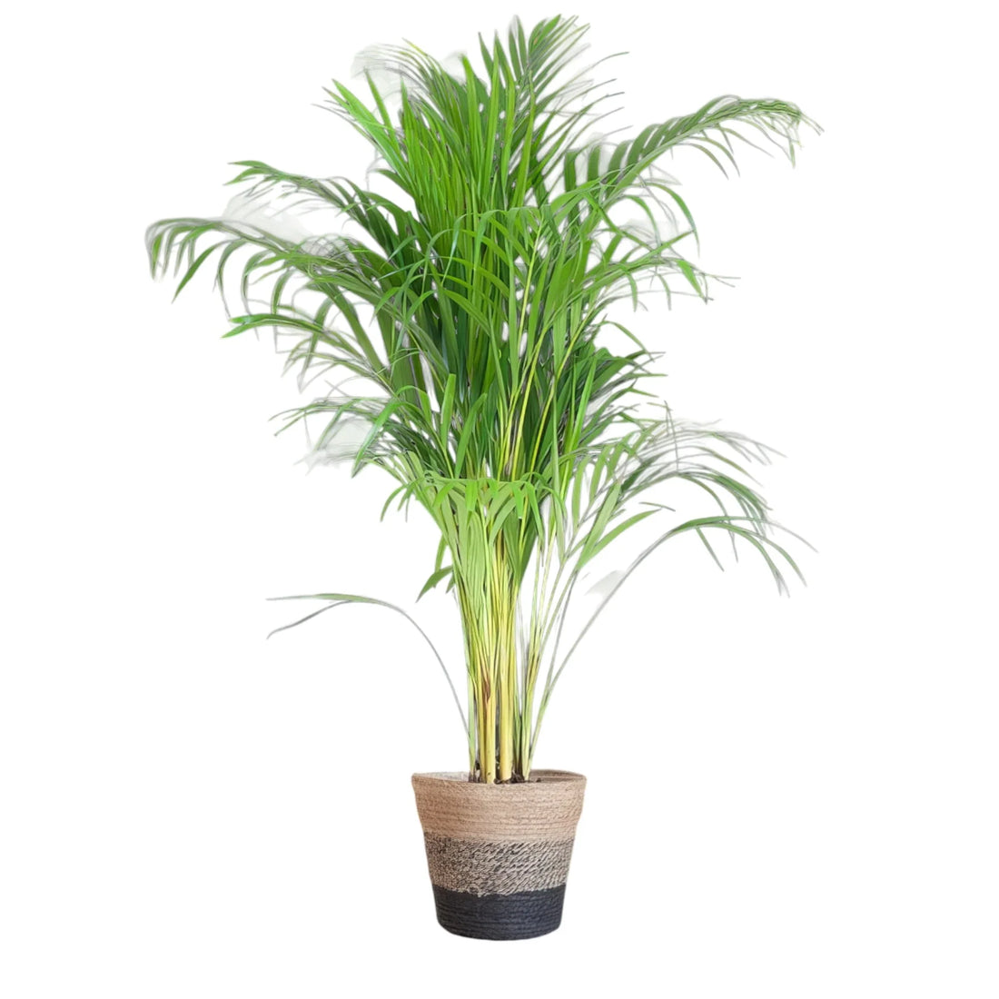 Goldfruchtpalme in schwarzem Korb, haustierfreundlich, 100cm hoch, perfekt für stilvolle, sichere Innenräume für Katzen und H