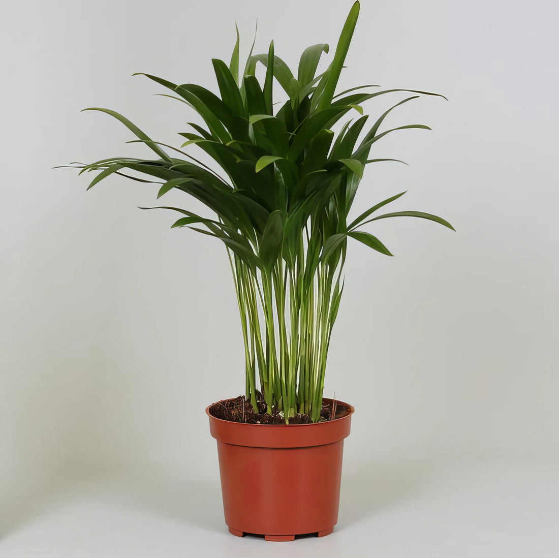 Goldfruchtpalme mit Ø12cm Topf, ideal für Haustiere, ungiftig für Katzen und Hunde, Höhe 35cm. Elegante Dypsis Lutescens.