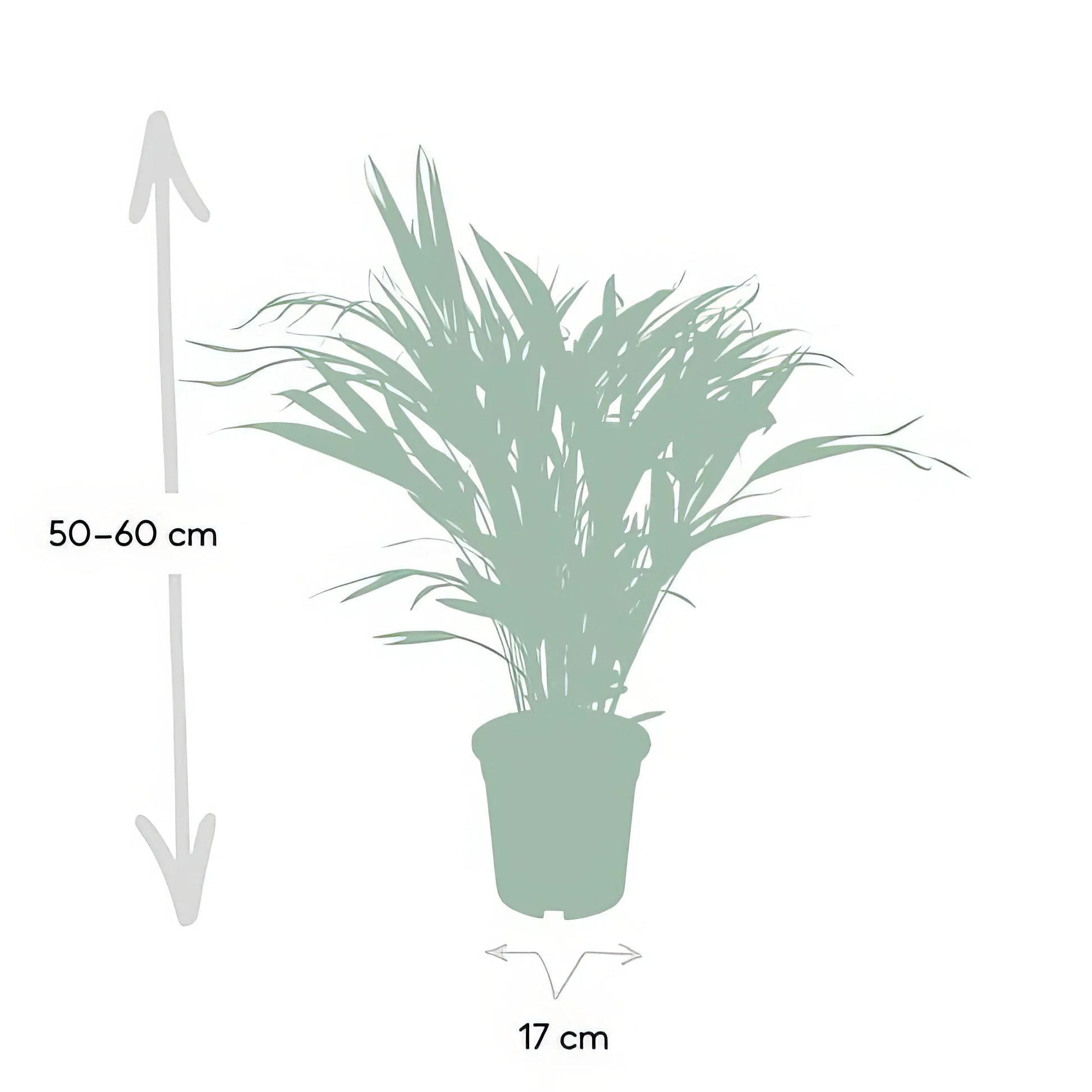 Goldfruchtpalme (Dypsis lutescens) im Ø17cm Topf, 60cm hoch; haustierfreundlich und ideal für Katzen- und Hundebesitzer.