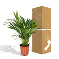 Goldfruchtpalme (Areca-Palme) Ø17cm, H60cm im modernen Topf; haustierfreundlich, sicher für Katzen und Hunde.