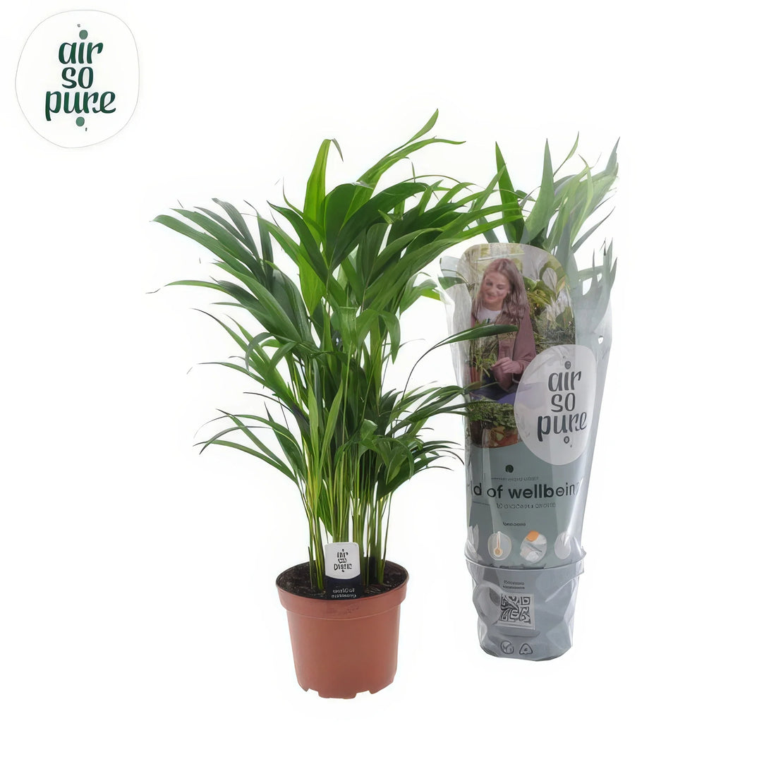 Goldfruchtpalme / Areca-Palme in modernem Topf, Ø17cm, H65cm; haustierfreundlich und ideal für Haushalte mit Katzen und Hunde
