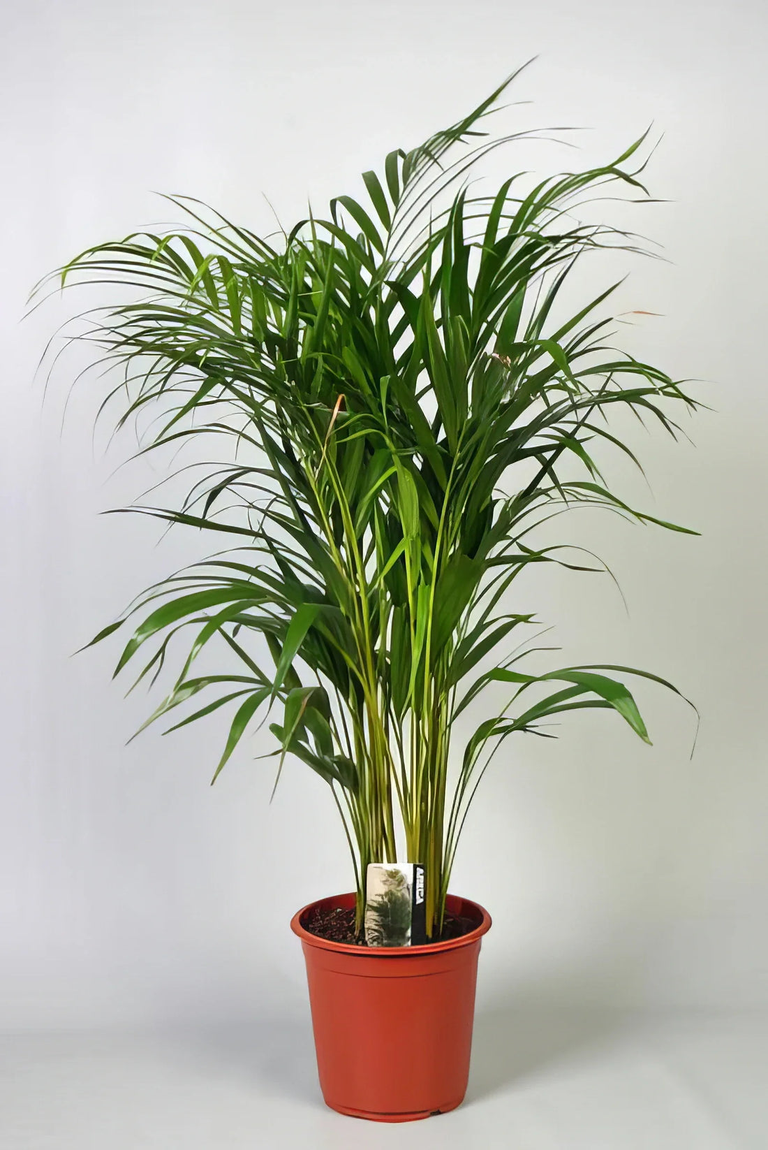 Goldfruchtpalme (Areca-Palme) in Topf Ø21cm, Höhe 100cm; haustierfreundlich, ideal für helle Wohnräume und ungiftig für Katze