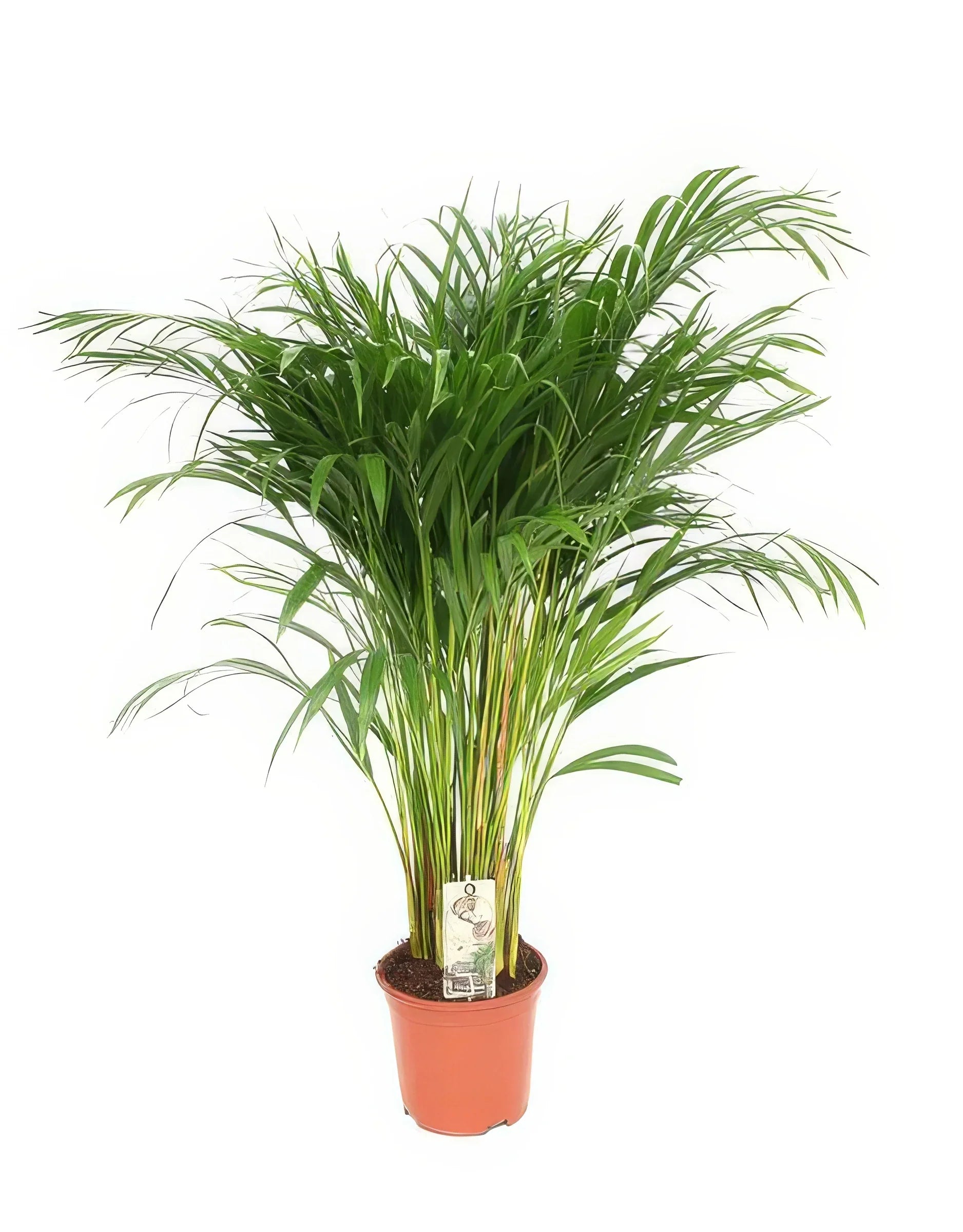 Goldfruchtpalme (Dypsis Lutescens) in stilvollem Topf Ø21cm, ↕110cm, haustierfreundlich und sicher für Katzen und Hunde.