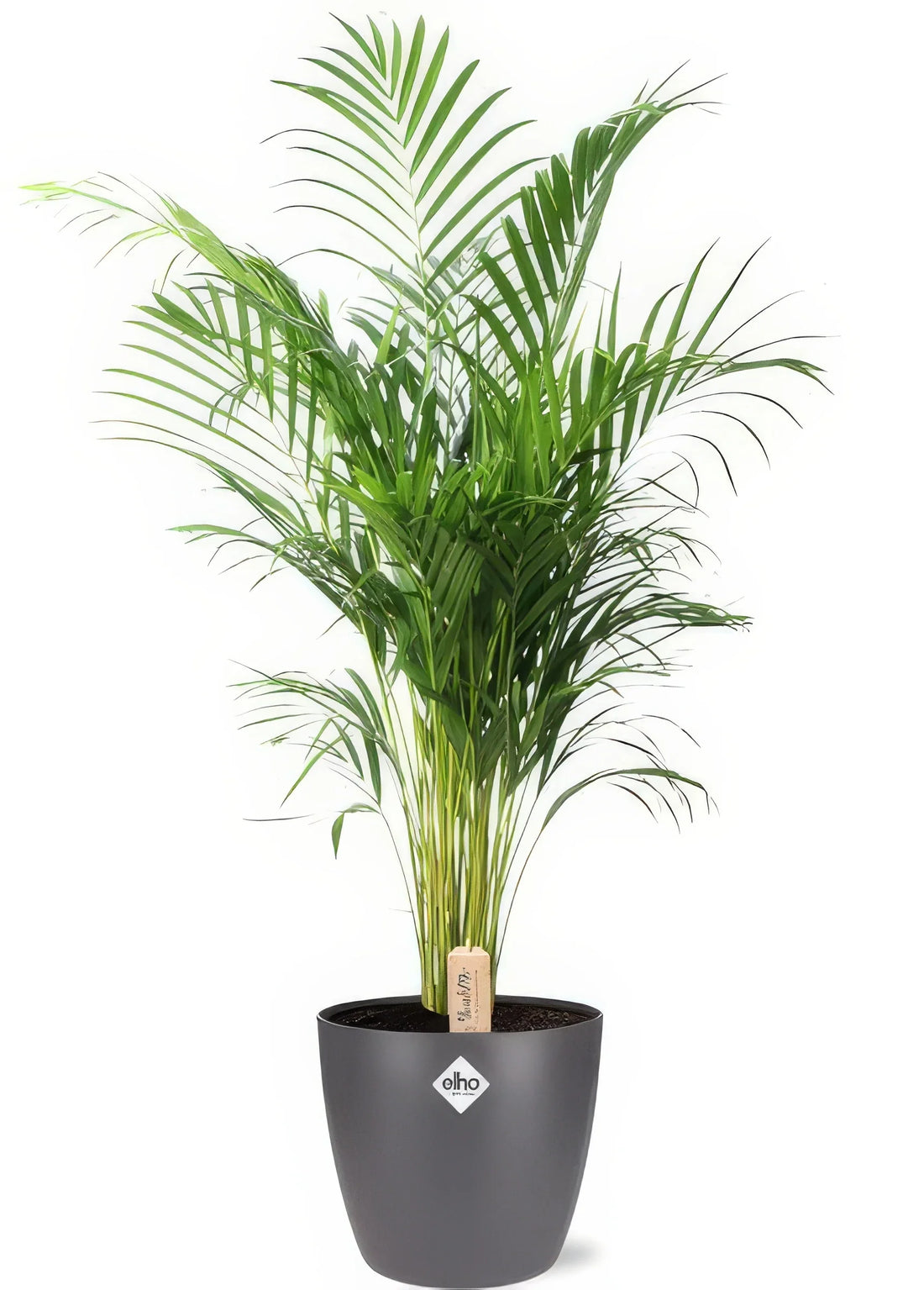 Goldfruchtpalme (Dypsis Lutescens) - haustierfreundlich, in anthrazitem Elho Brussels Übertopf, Ø24cm, ↕110cm.