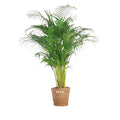 Goldfruchtpalme (Dypsis Lutescens) XL im Korb Torun, 120 cm – haustierfreundlich, ideal für Katzen und Hunde.
