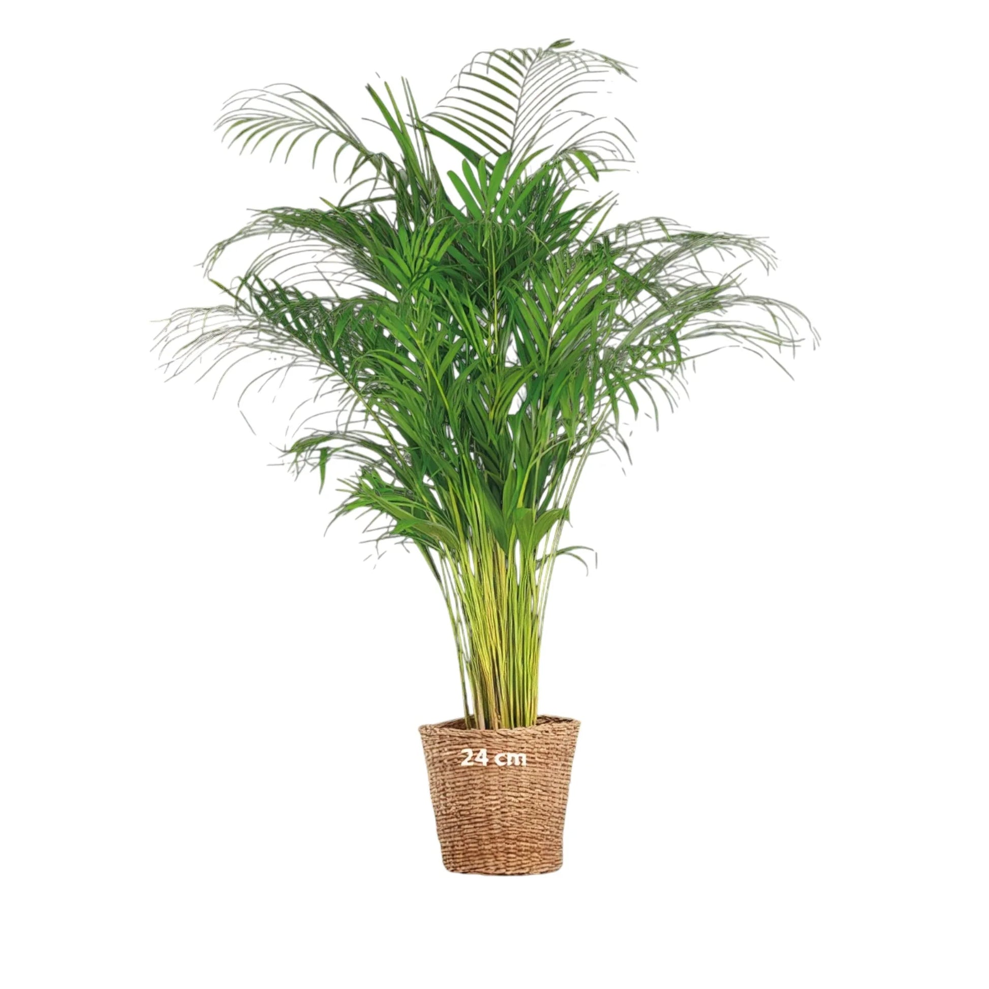 Goldfruchtpalme (Dypsis Lutescens) XL im Korb Torun, 120 cm – haustierfreundlich, ideal für Katzen und Hunde.