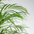 Goldfruchtpalme (Areca-Palme) XL im Korb Torun, 120 cm hoch, haustierfreundlich und ungiftig für Katzen und Hunde.