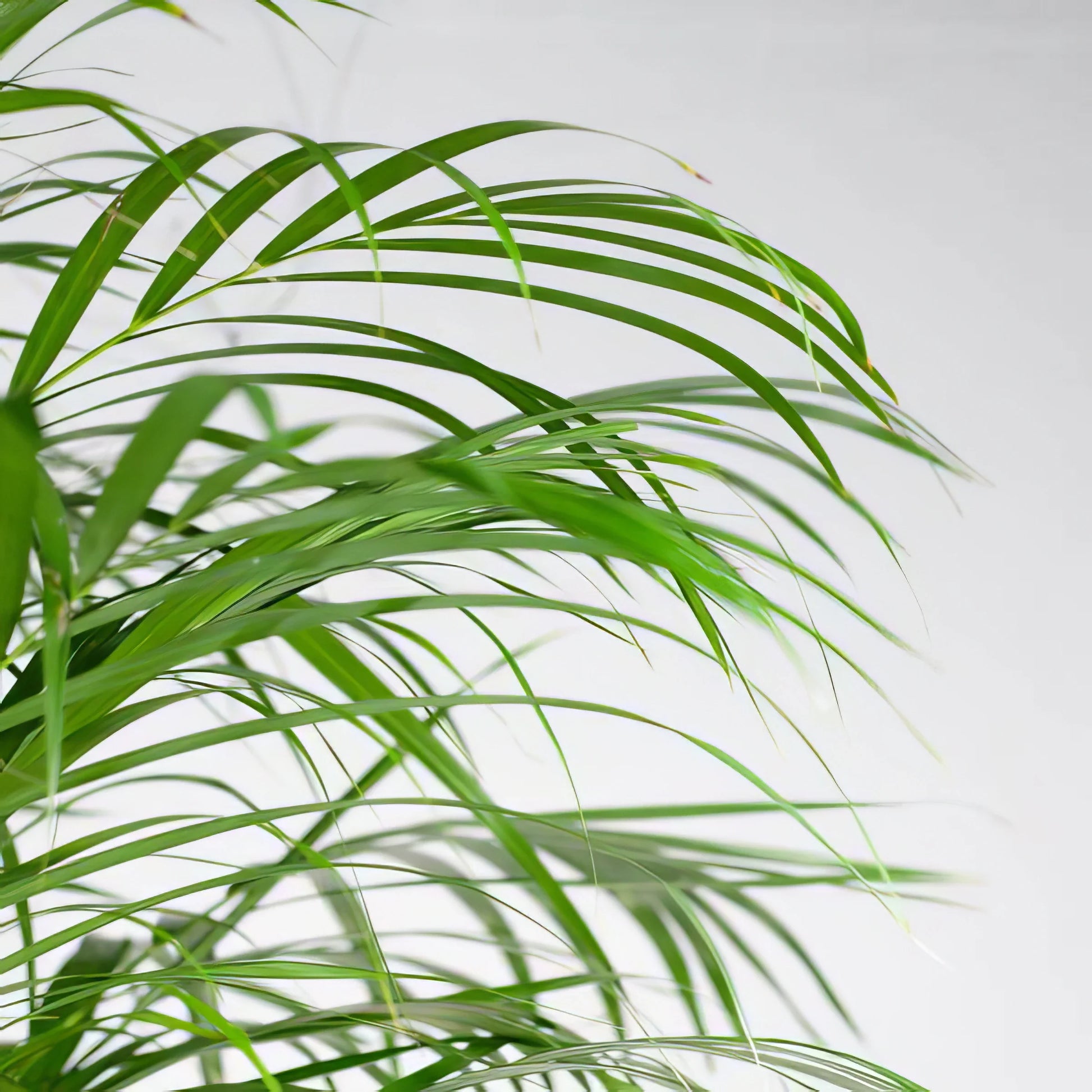 Goldfruchtpalme (Areca-Palme) XL im Korb Torun, 120 cm hoch, haustierfreundlich und ungiftig für Katzen und Hunde.