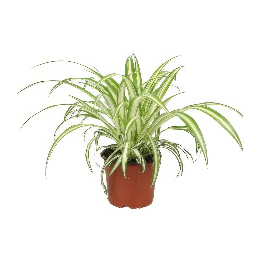 Grünlilie (Chlorophytum comosum) in stilvollem 12cm-Topf, 25cm hoch, haustierfreundlich und sicher für Katzen und Hunde.
