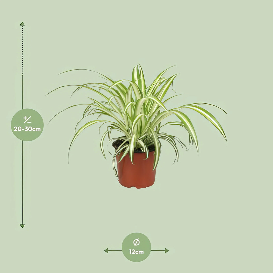 Grünlilie (Chlorophytum comosum) in stilvollem 12cm-Topf, 25cm hoch, haustierfreundlich und sicher für Katzen und Hunde.