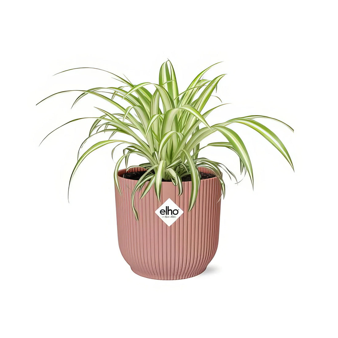 Grünlilie 'Variegatum' in rosa ELHO Vibes Topf, Ø14cm, ↕10-20cm, haustierfreundlich und sicher für Katzen und Hunde.