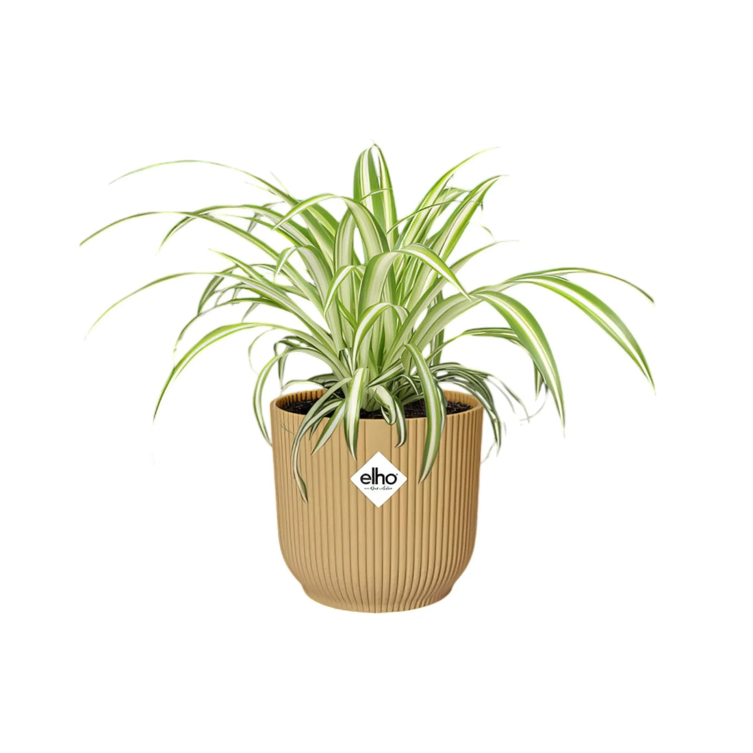 Grünlilie 'Variegatum' in gelbem ELHO Vibes Topf, Ø14cm; haustierfreundlich und ideal für ein Katzen- oder Hundehaushalt.