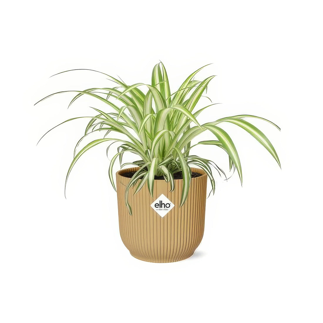 Grünlilie 'Variegatum' in gelbem ELHO Vibes Topf, Ø14cm; haustierfreundlich und ideal für ein Katzen- oder Hundehaushalt.