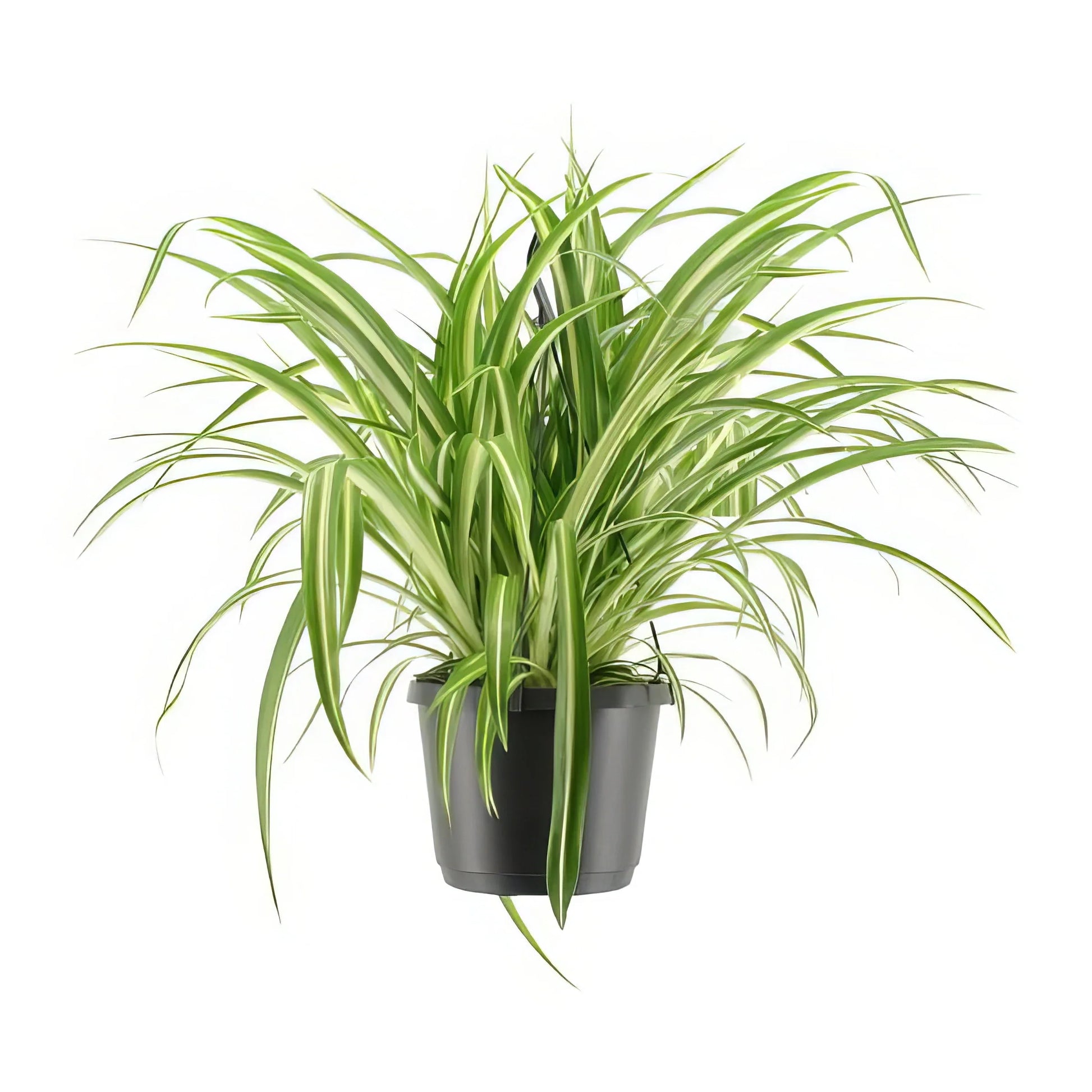 Grünlilie 'Variegatum' in 17cm Topf, 30cm hoch, haustierfreundlich und sicher für Katzen und Hunde.