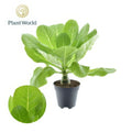 Hawaii Palme (Brighamia Insignis) in modernem Topf, Ø12cm, ↕37cm, haustierfreundlich, perfekt für Katzen- und Hundebesitzer.