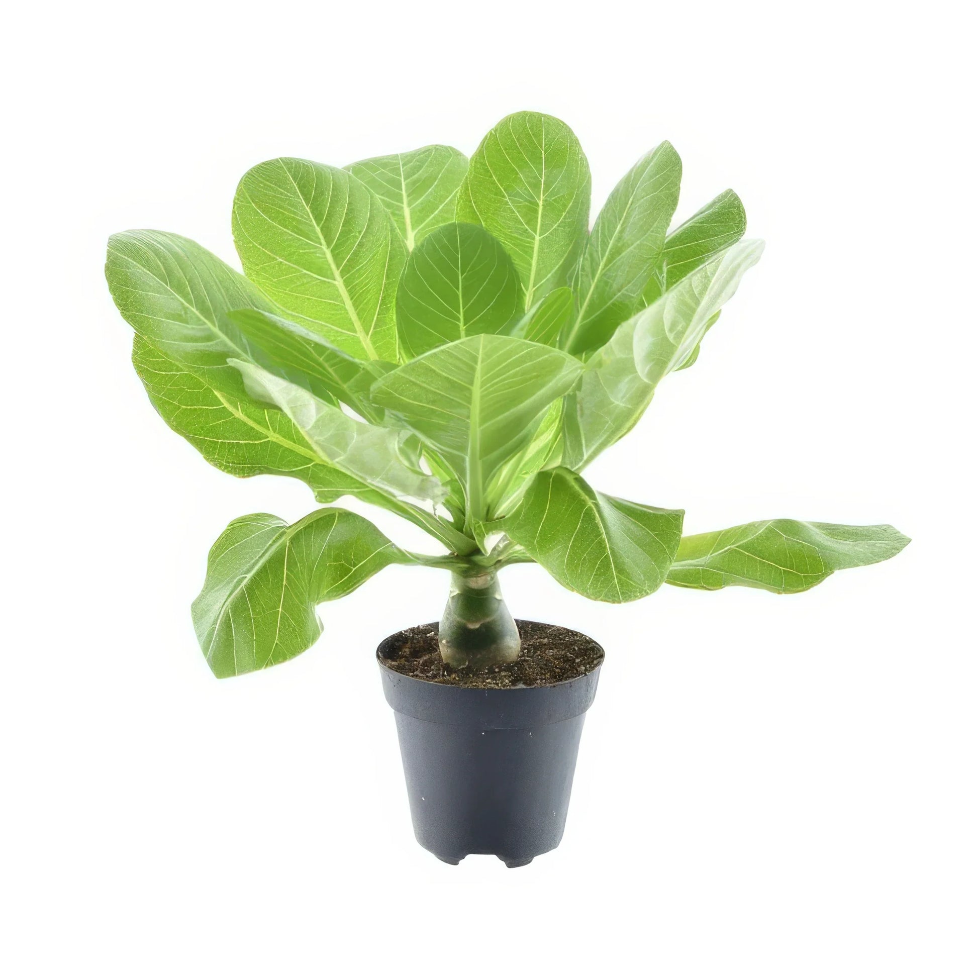 Hawaii Palme in Topf Ø12cm, Höhe 37cm, Brighamia Insignis, haustierfreundlich für Katzen und Hunde, eleganter grüner Blickfan