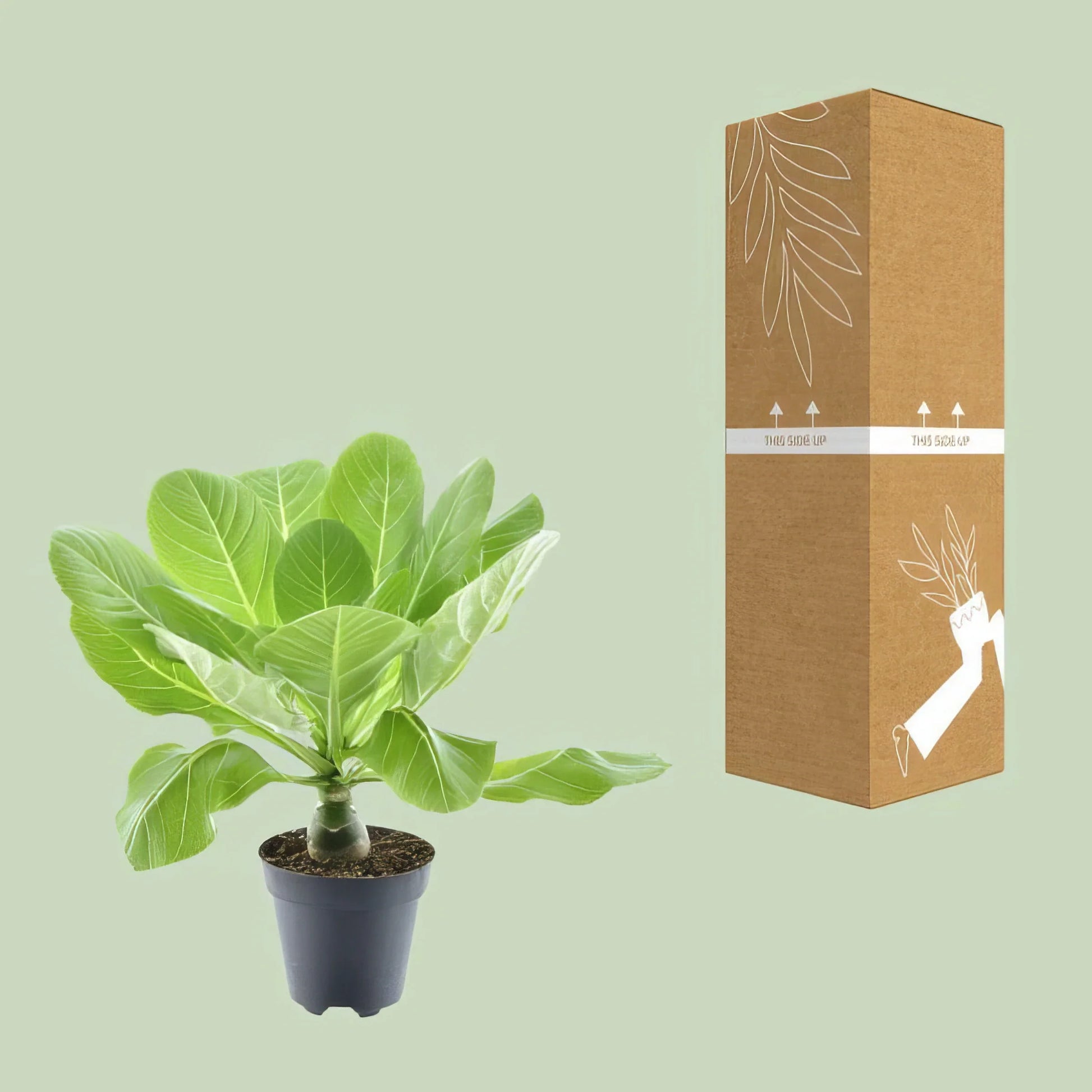 Hawaii Palme (Brighamia Insignis) in Ø12cm Topf, ↕37cm hoch, stilvoll und ungiftig für Katzen und Hunde.