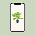 Hawaii Palme (Brighamia Insignis) in modernem Topf, Ø12cm, ↕37cm, haustierfreundlich und ungiftig für Katzen und Hunde.