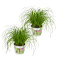 Katzengras/Zyperngras im Topf, 2 Stück, haustierfreundlich, ungiftig für Katzen, Ø12cm, ↕20cm, ideal für Tierliebhaber.