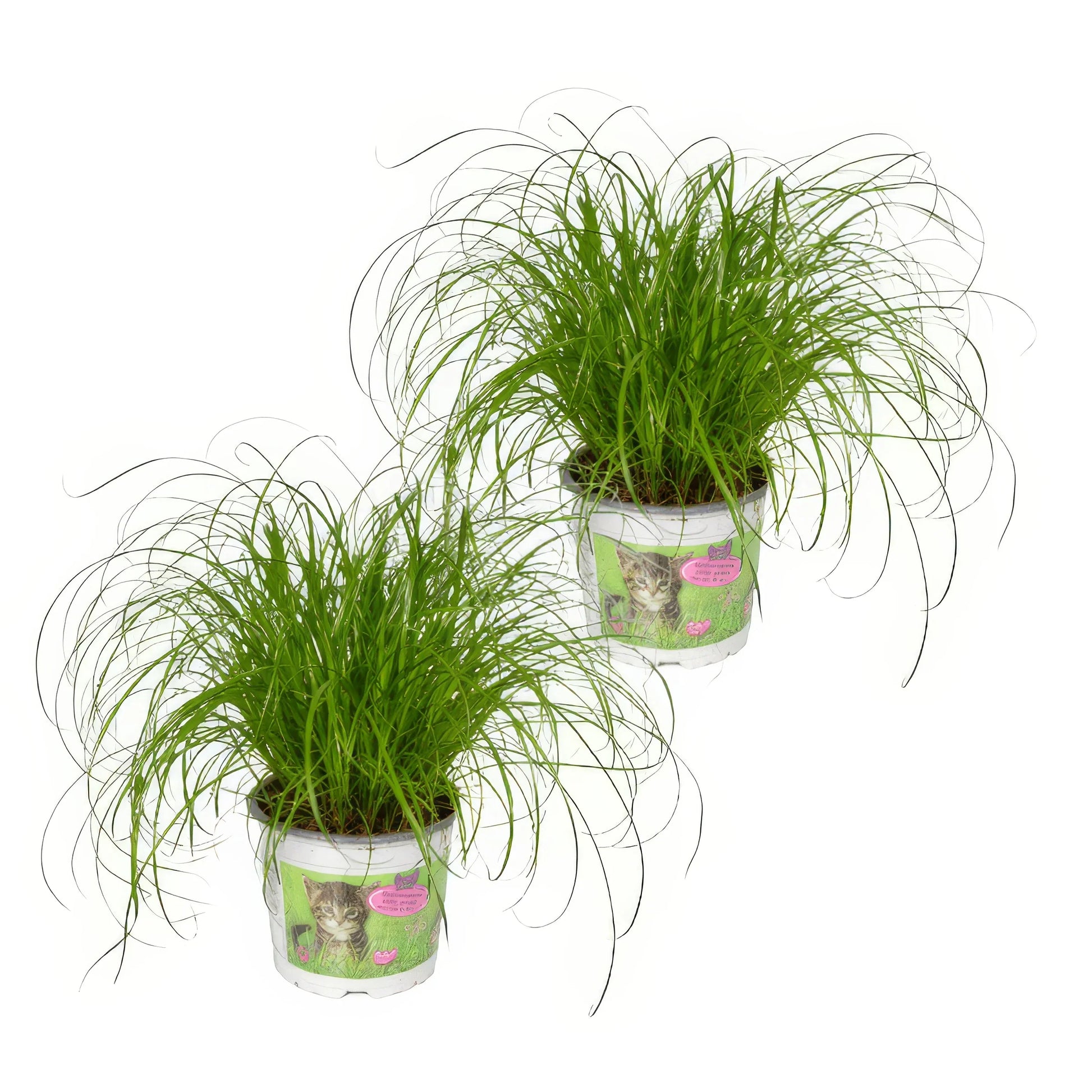 Katzengras/Zyperngras im Topf, 2 Stück, haustierfreundlich, ungiftig für Katzen, Ø12cm, ↕20cm, ideal für Tierliebhaber.