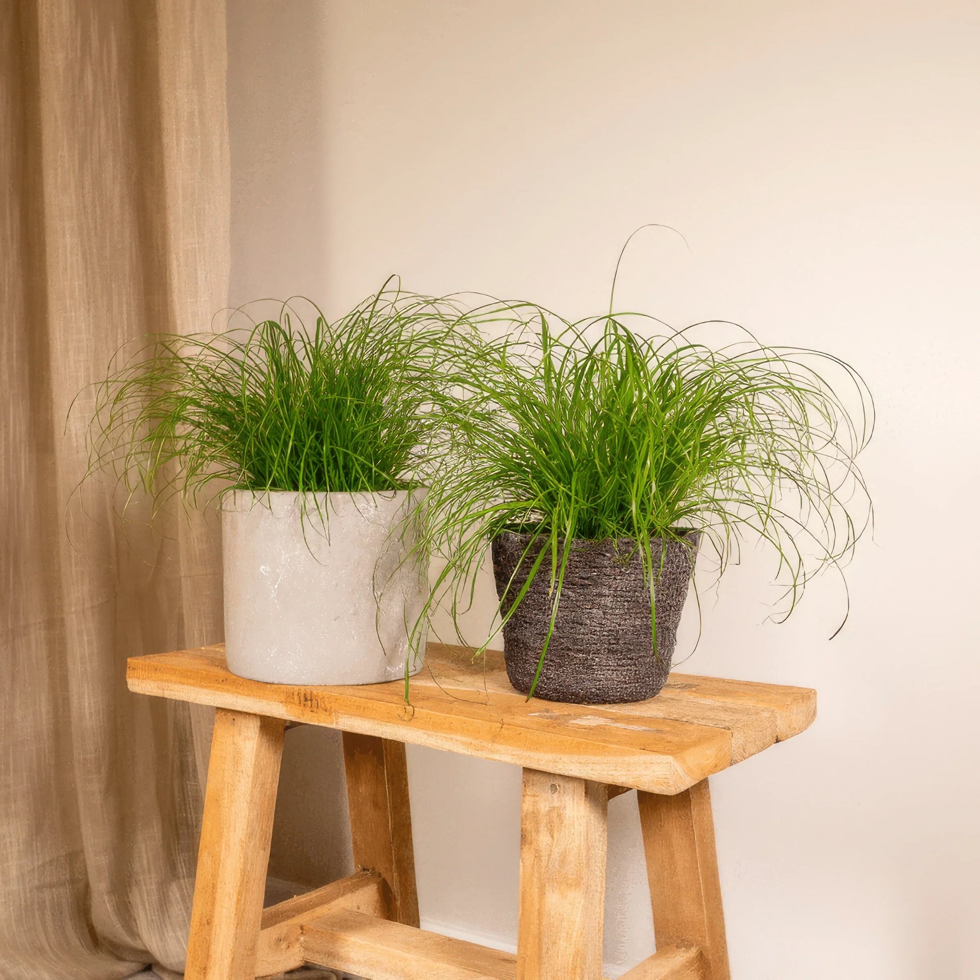Zwei haustierfreundliche Katzengräser (Cyperus alternifolius) in Ø12cm Töpfen, ideal für Katzen, Höhe 20cm, pflegeleicht.