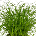 Katzengras/Zyperngras (Cyperus alternifolius) im Topf, haustierfreundlich, 2er-Set, Ø12cm, Höhe 20cm, ideal für Katzen.