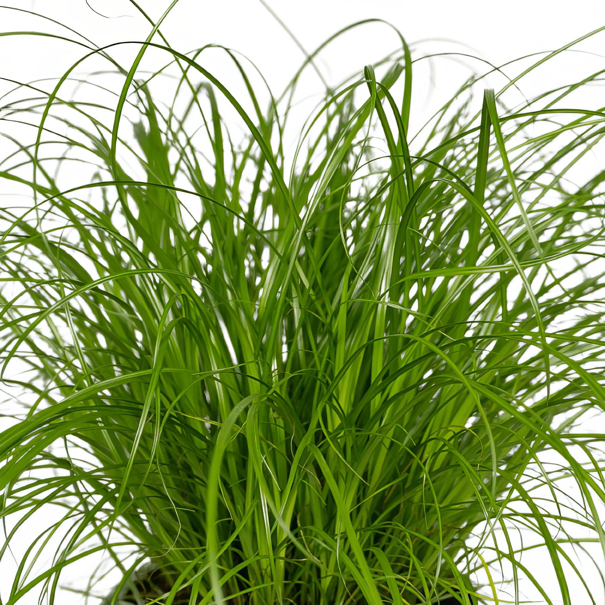 Katzengras/Zyperngras (Cyperus alternifolius) im Topf, haustierfreundlich, 2er-Set, Ø12cm, Höhe 20cm, ideal für Katzen.