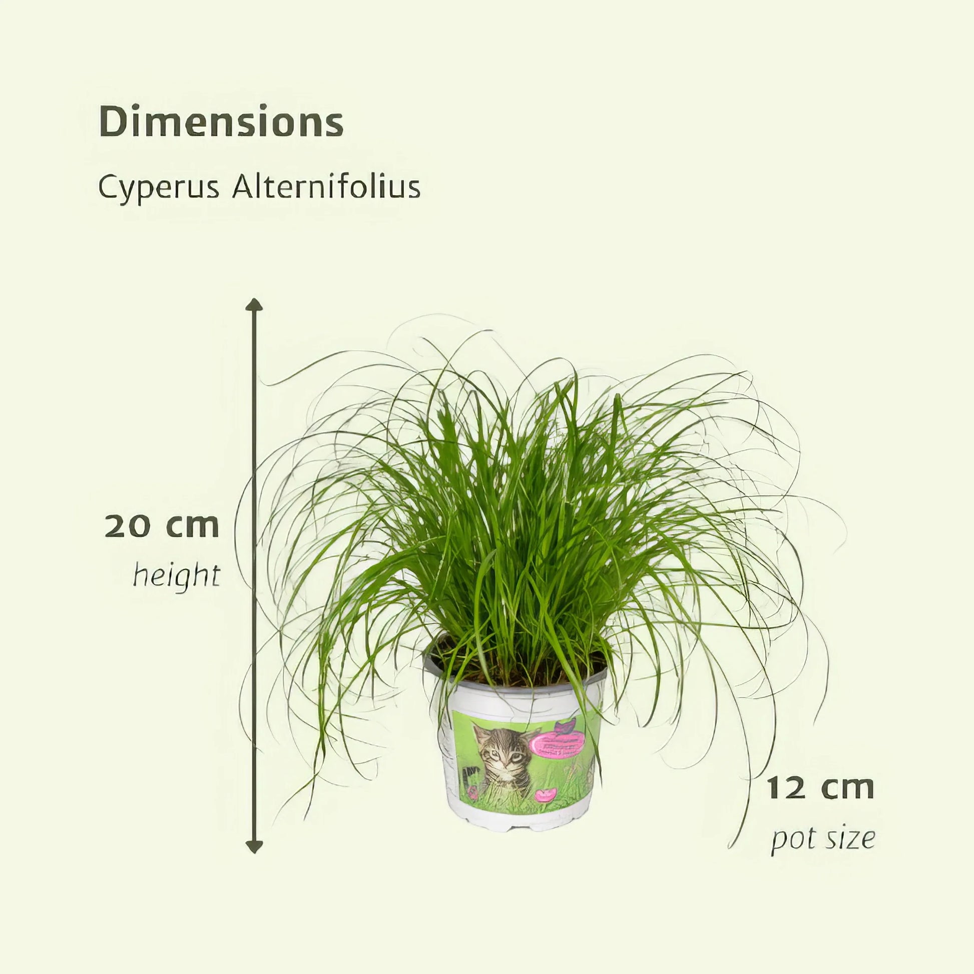 Katzengras/Zyperngras (Cyperus alternifolius), 2 Stück im Ø12cm Topf, h20cm, haustierfreundlich, ideal für Katzen.