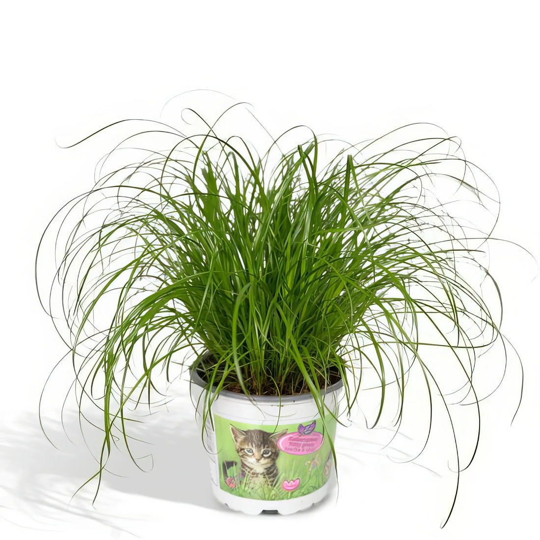 Katzengras/Zyperngras in 12cm Topf, 20cm hoch, haustierfreundlich, ungiftig für Katzen und Hunde, ideal für Tierbesitzer.