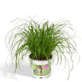 Katzengras/Zyperngras in 12cm Topf, 20cm hoch, haustierfreundlich, ungiftig für Katzen und Hunde, ideal für Tierbesitzer.