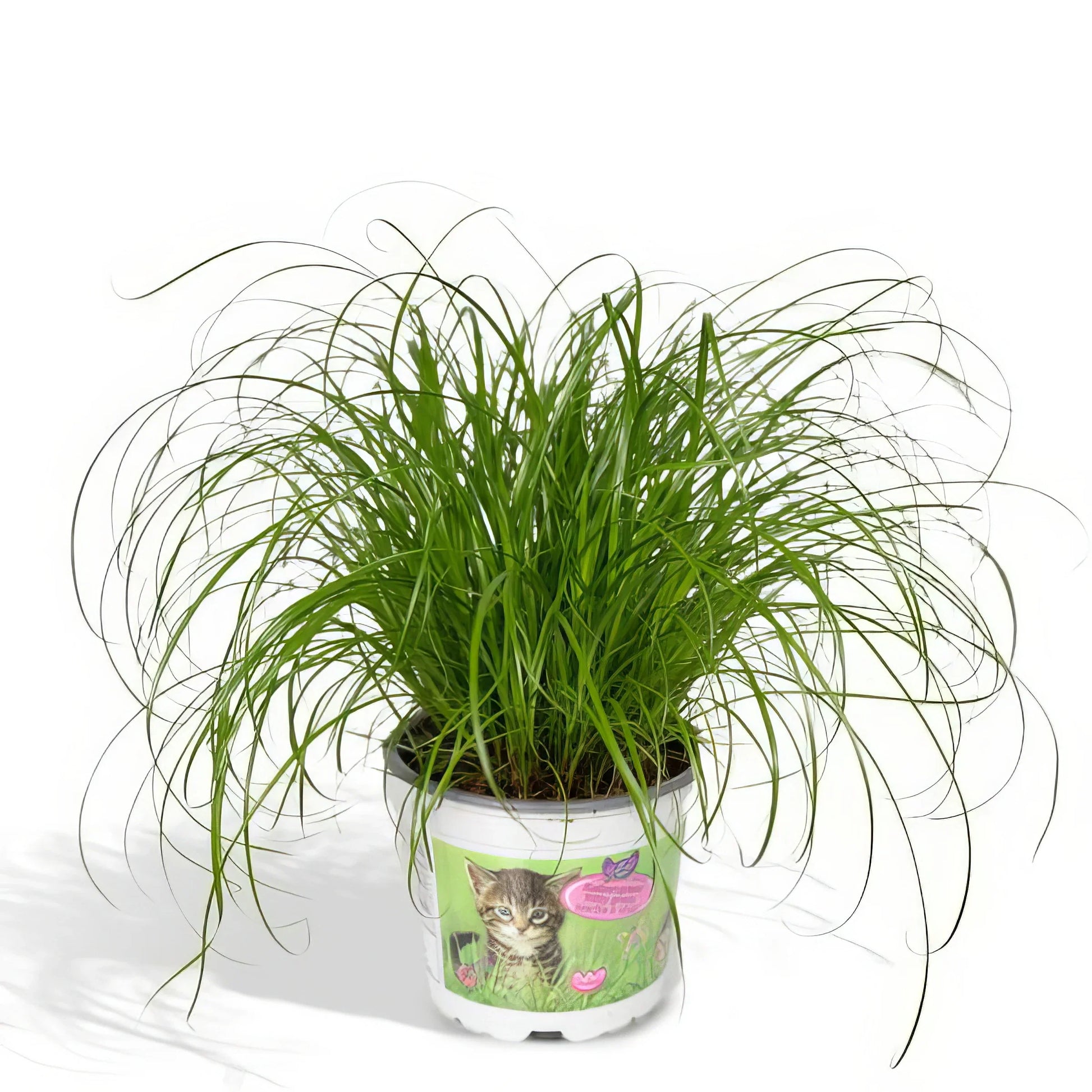 Katzengras/Zyperngras in 12cm Topf, 20cm hoch, haustierfreundlich, ungiftig für Katzen und Hunde, ideal für Tierbesitzer.