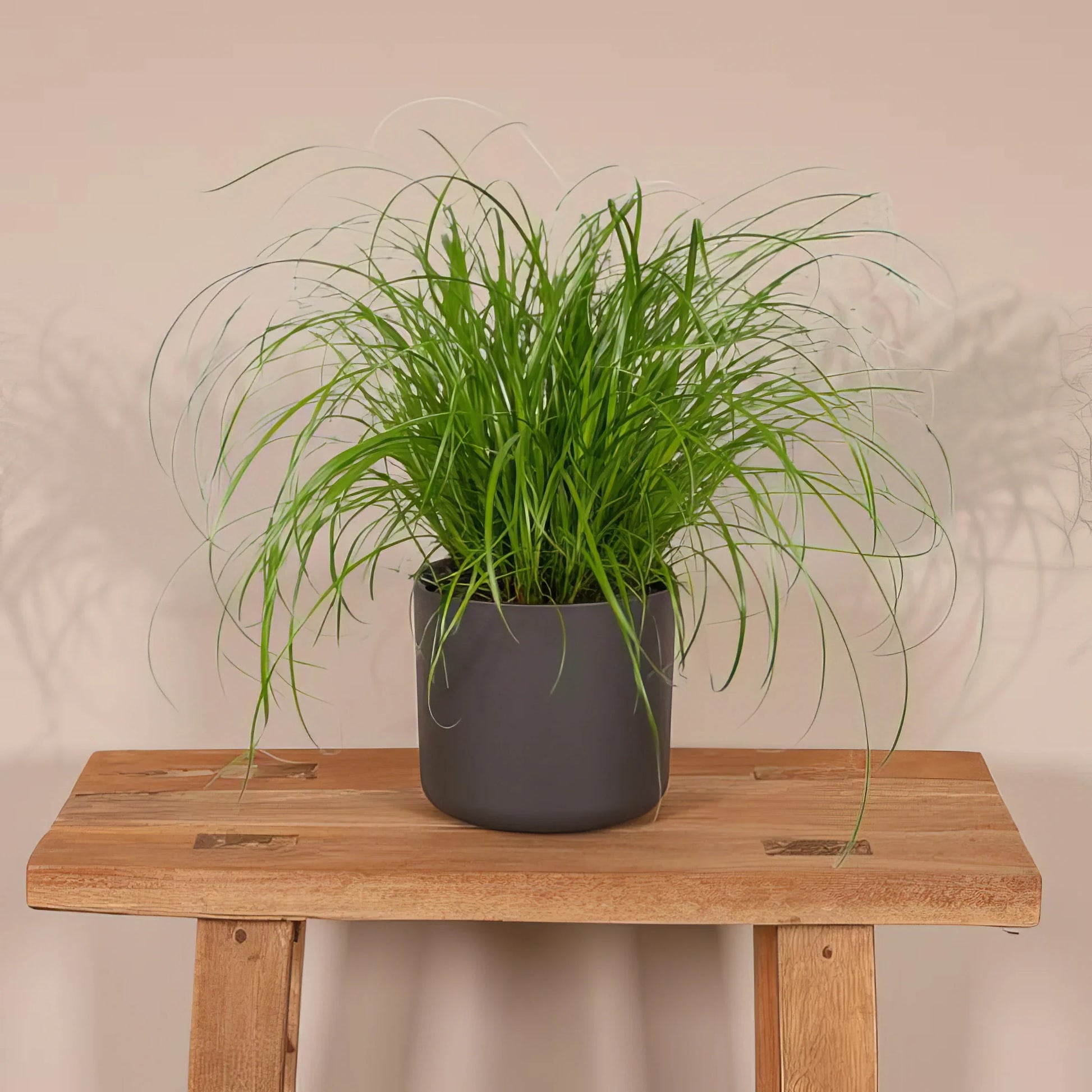 Katzengras/Zyperngras in weißem Topf (Ø12cm, ↕20cm), ungiftig für Katzen; perfekt für haustierfreundliche Räume.