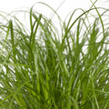 Katzengras (Cyperus alternifolius) in 12cm Topf, 20cm hoch, sicher für Haustiere, ideal für Katzen zum Knabbern.