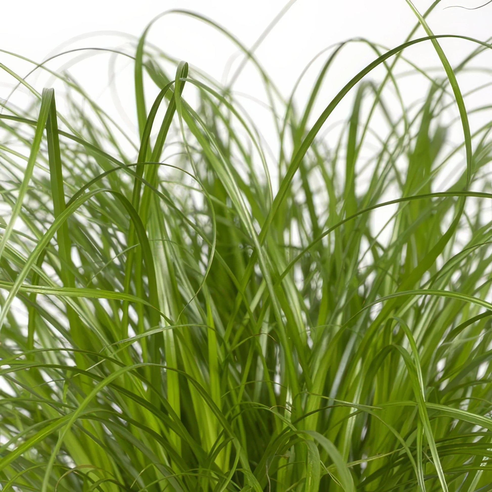 Katzengras (Cyperus alternifolius) in 12cm Topf, 20cm hoch, sicher für Haustiere, ideal für Katzen zum Knabbern.