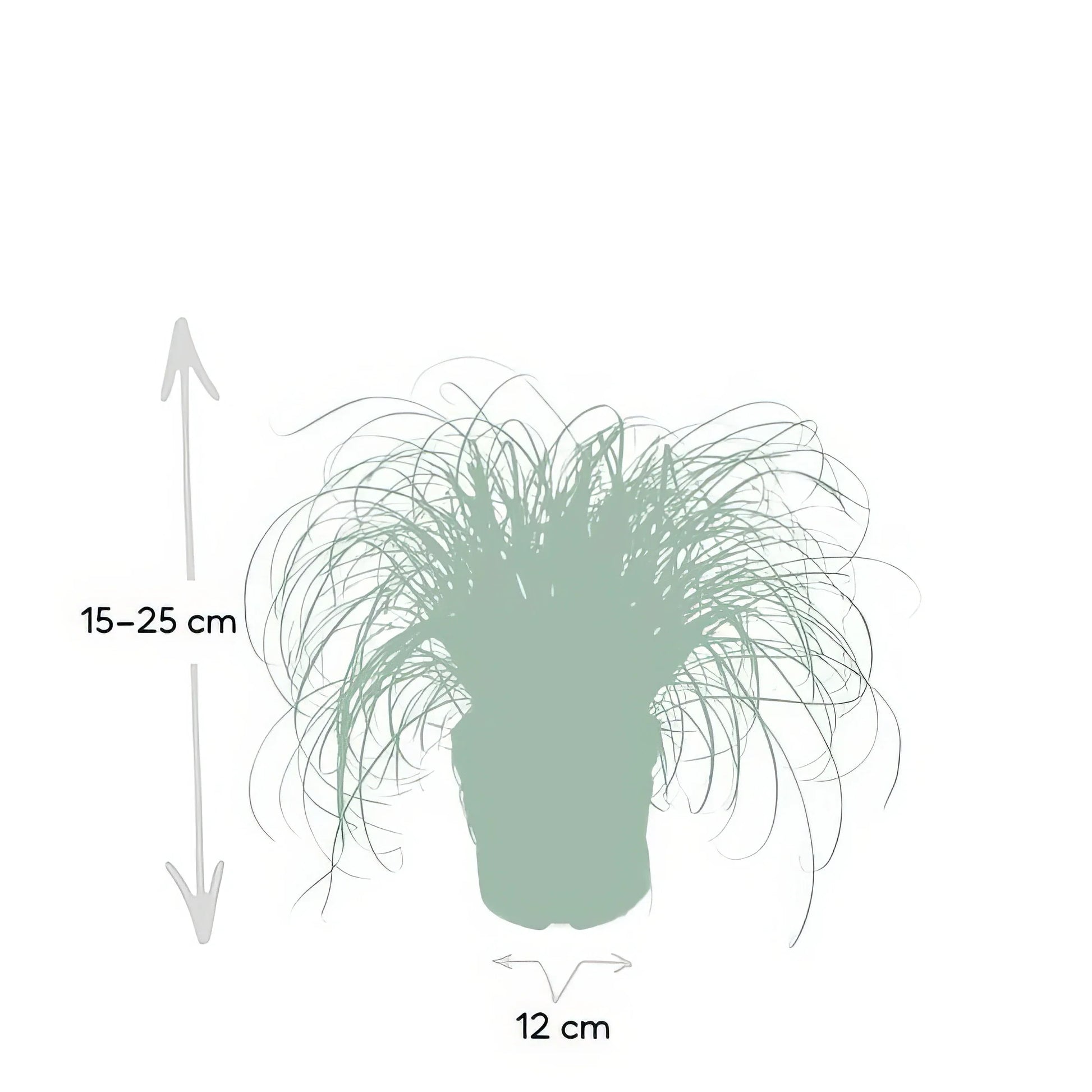Katzengras/Zyperngras in weißem Topf, Ø12cm, ↕20cm, haustierfreundlich und ungiftig für Katzen und Hunde.