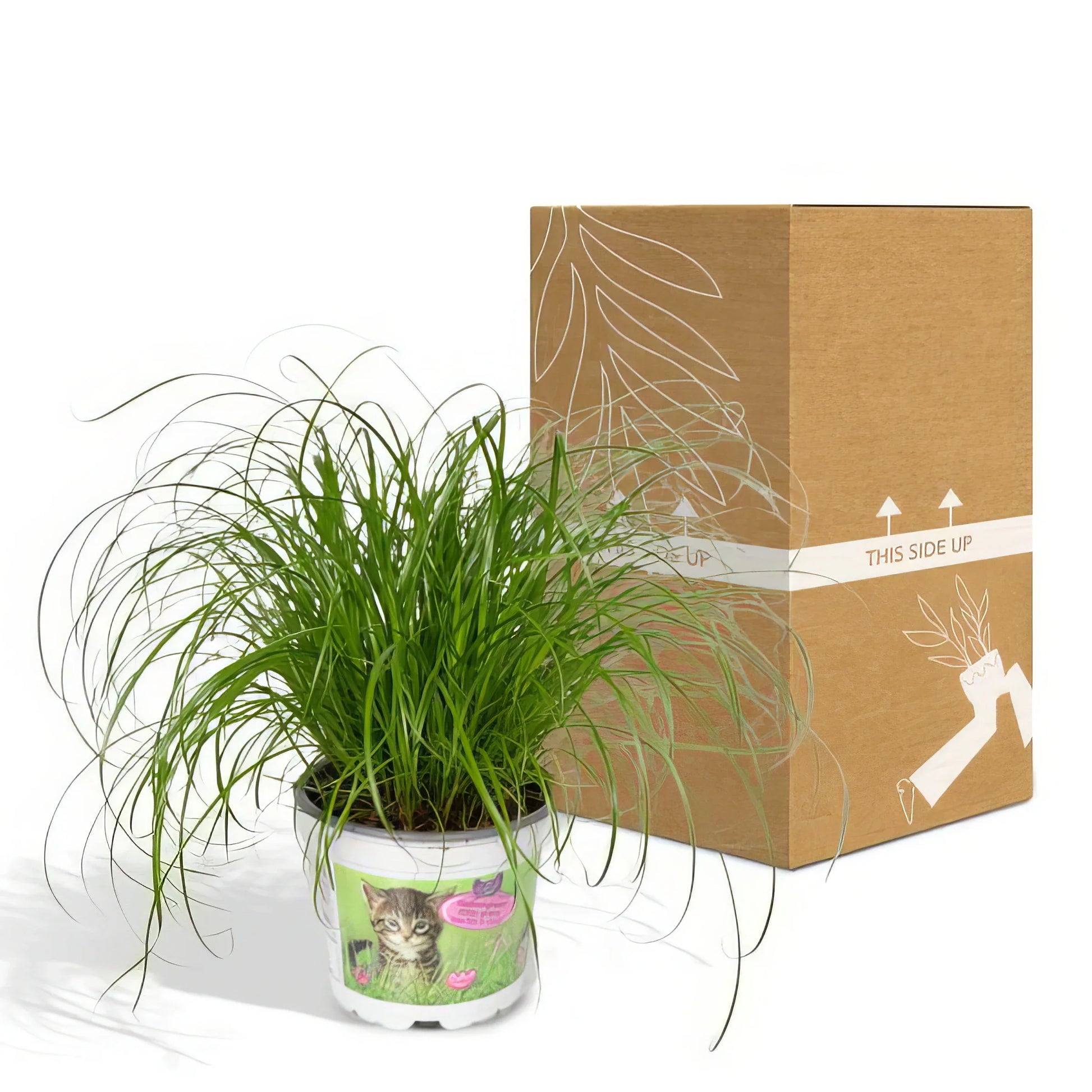 Katzengras Zyperngras in 12cm Topf, 20cm hoch, haustierfreundlich, ungiftig für Katzen und Hunde, Cyperus alternifolius.