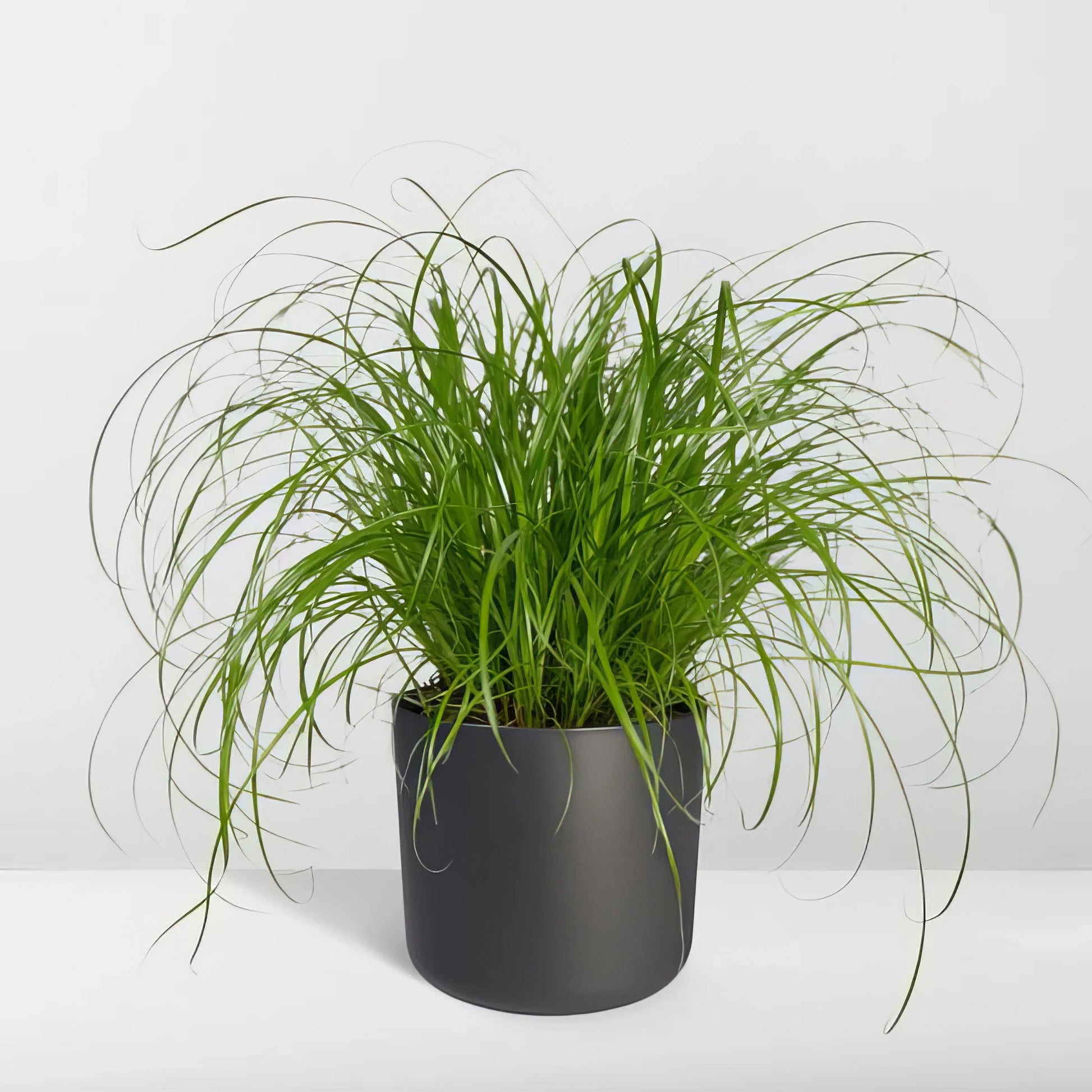 Katzengras/Zyperngras im 12cm-Topf, 20cm hoch, haustierfreundlich und sicher für Katzen und Hunde, ideal für Ihr Zuhause.