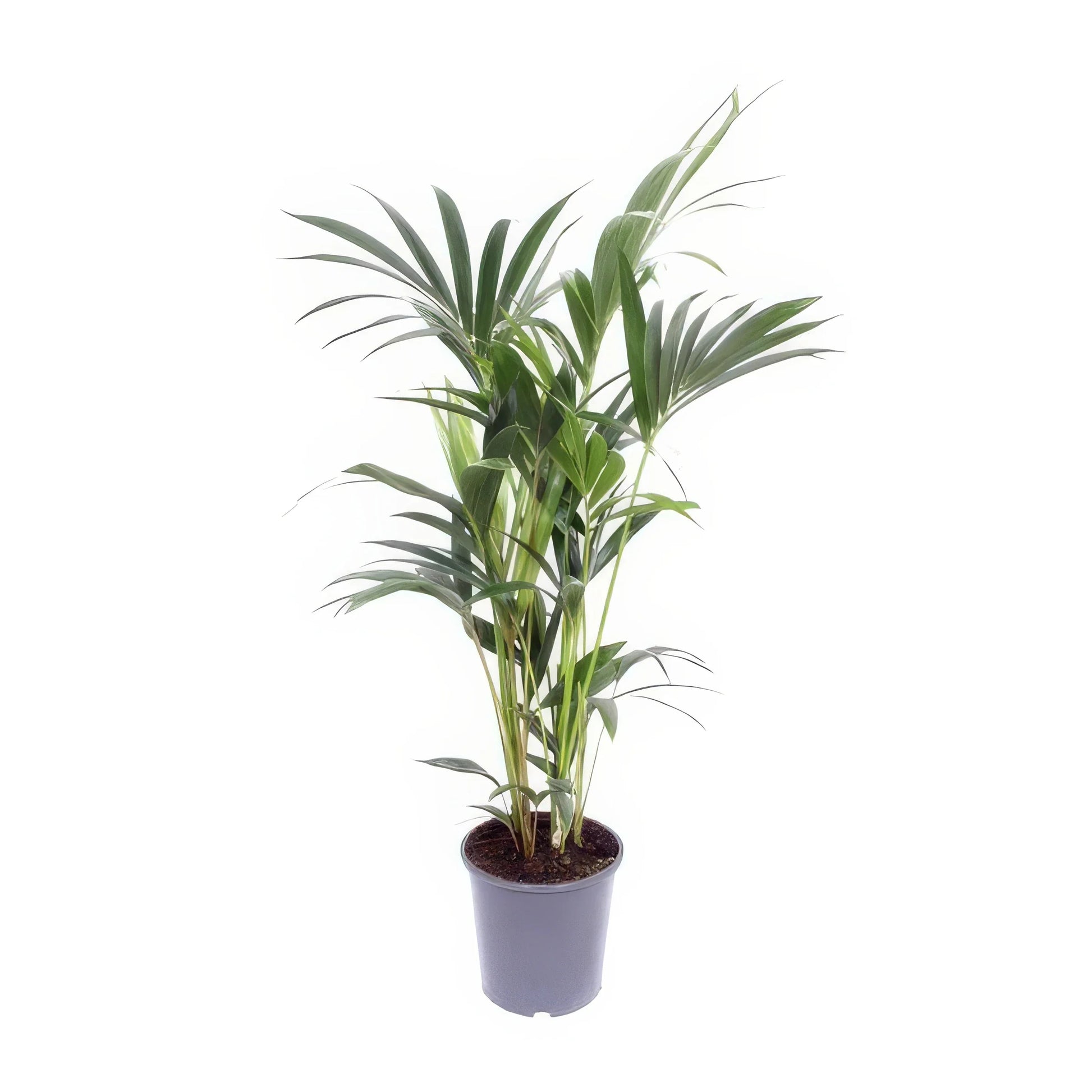 Kentia Palme (Howea Forsteriana) in einem Ø17 cm Topf, 75 cm hoch, haustierfreundlich und ideal für Katzen und Hunde.
