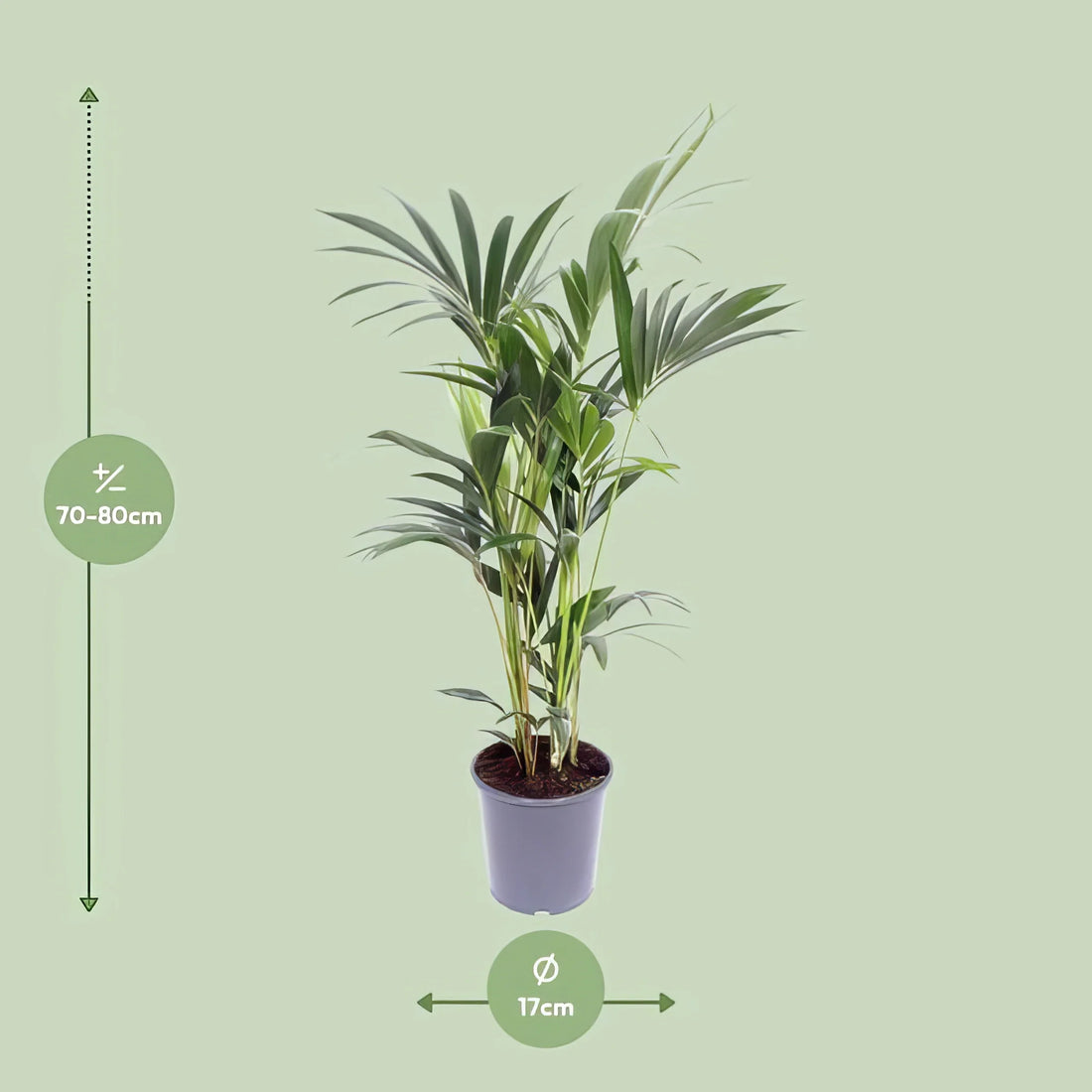 Kentia Palme (Howea Forsteriana) in einem Ø17 cm Topf, 75 cm hoch, haustierfreundlich und ideal für Katzen und Hunde.