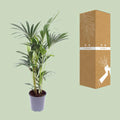 Kentia Palme (Howea Forsteriana), haustierfreundlich, im modernen Topf, ideal für Heim mit Katzen oder Hunden, Ø17cm, ↕75cm.