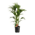 Kentia Palme (Howea Forsteriana) in 24cm Topf, 120cm hoch, ungiftig für Haustiere – sicher für Katzen und Hunde.