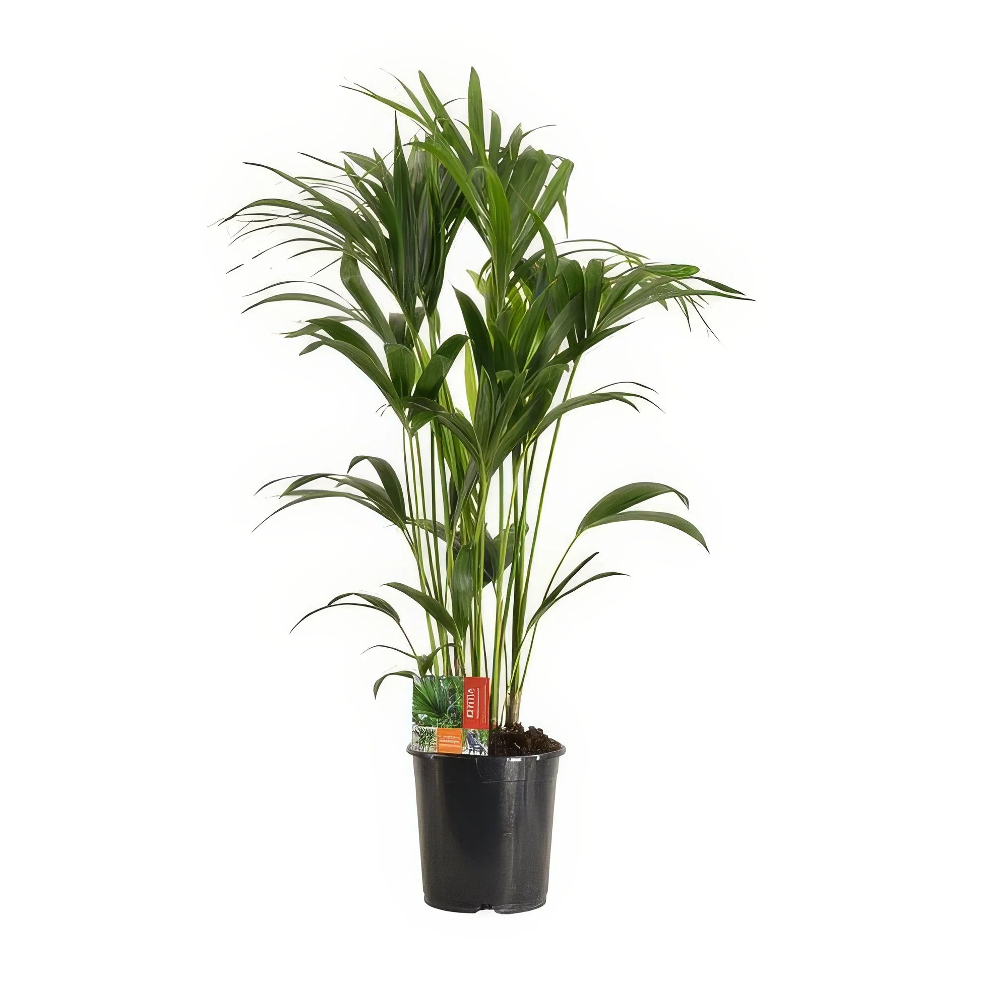 Kentia Palme (Howea Forsteriana) in 24cm Topf, 120cm hoch, ungiftig für Haustiere – sicher für Katzen und Hunde.