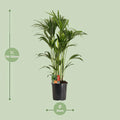 Kentia Palme Howea Forsteriana in 24cm Topf, Höhe 120cm, geeignet für haustierfreundliches Zuhause, ungiftig für Katzen und H