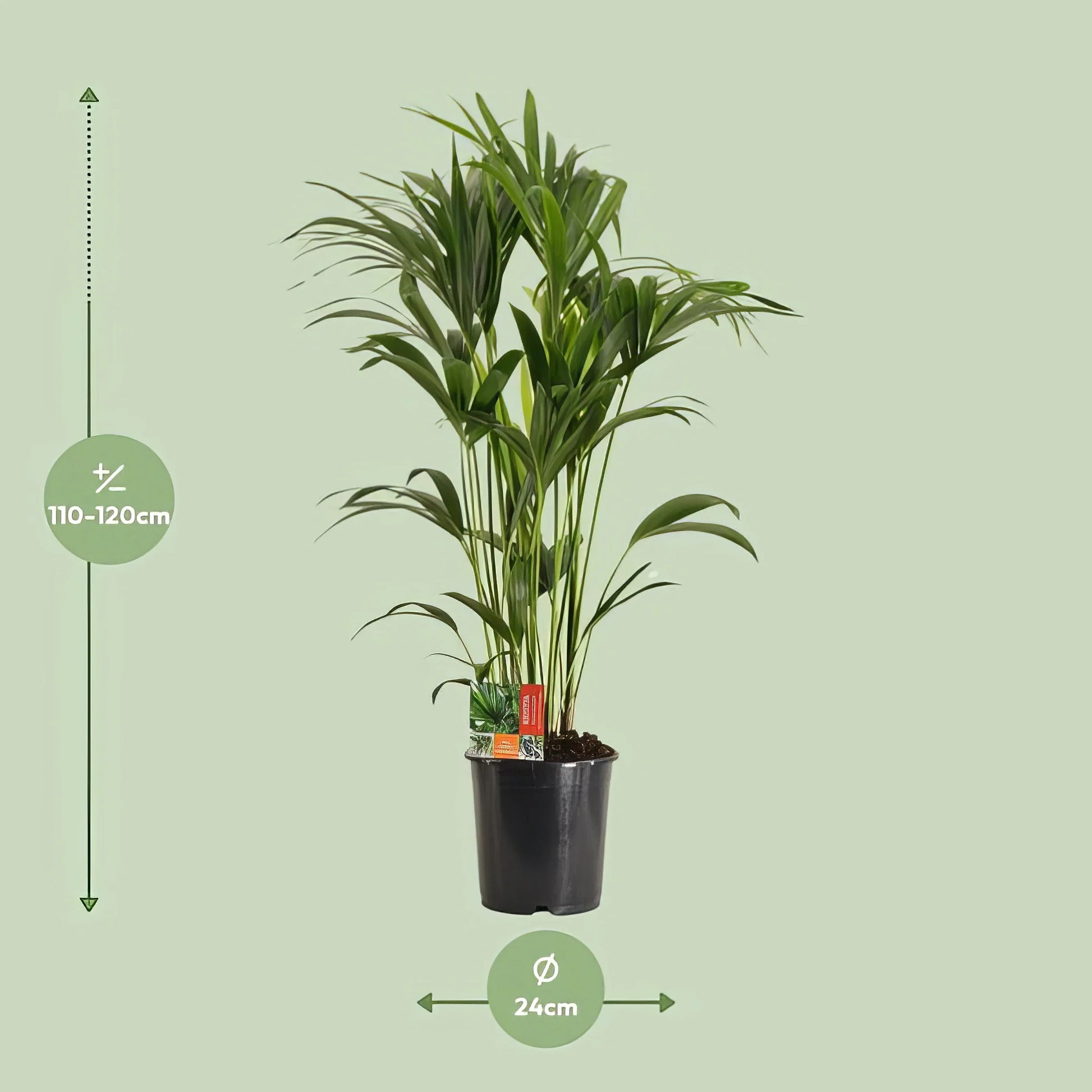 Kentia Palme Howea Forsteriana in 24cm Topf, Höhe 120cm, geeignet für haustierfreundliches Zuhause, ungiftig für Katzen und H