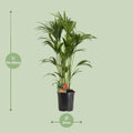 Kentia Palme (Howea Forsteriana) mit 24cm Topf, 120cm hoch, haustierfreundlich und ungiftig für Katzen und Hunde.